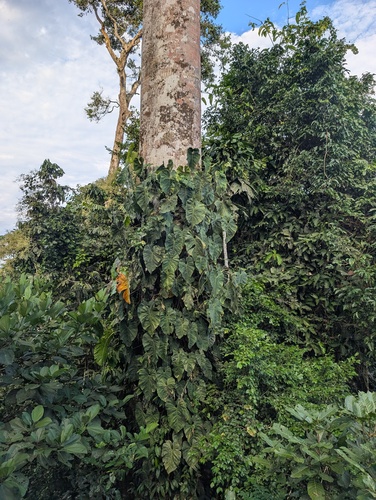 Philodendron brandtianum