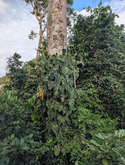 Philodendron brandtianum