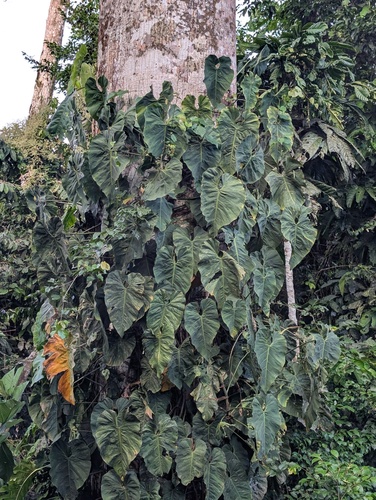 Philodendron brandtianum, photograph 2