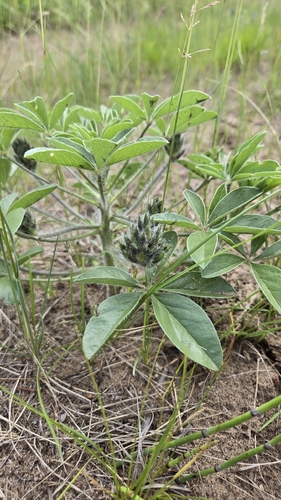 Pediomelum esculentum, photograph 4