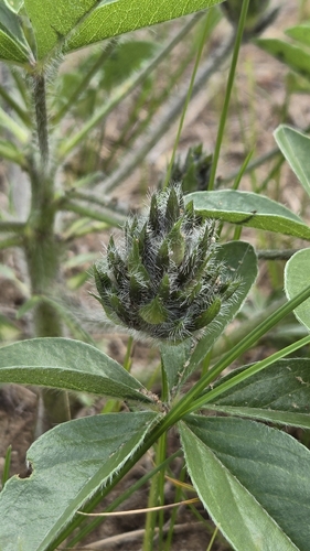 Pediomelum esculentum, photograph 5