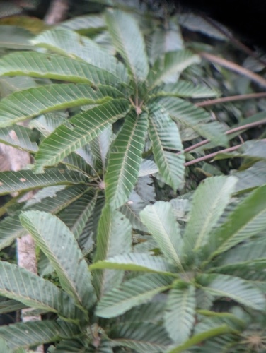 Cecropia sciadophylla, photograph 5