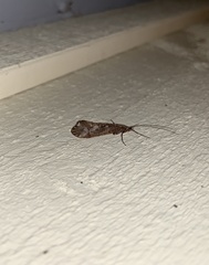 Glyphopsyche irrorata