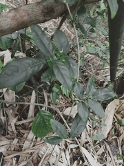 Wisteriopsis reticulata