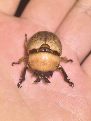 Dicaulocephalus fruhstorferi