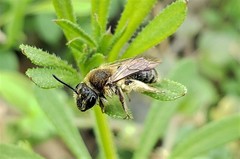 Andrena rugosa
