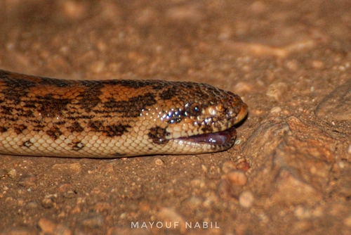 Javelin Sand Boa