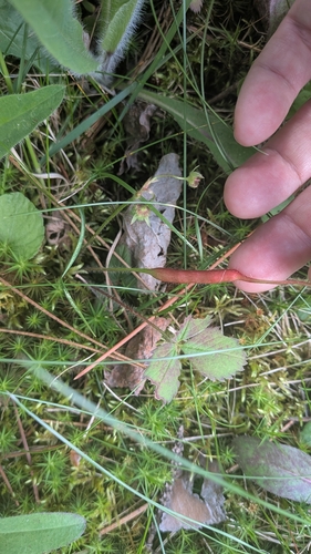 Diastrophus fragariae