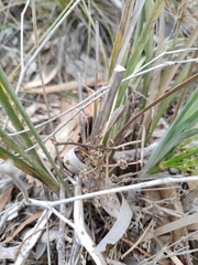 Lomandra multiflora dura