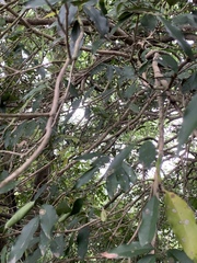 Osmanthus enervius
