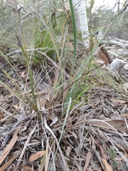 Lomandra multiflora dura