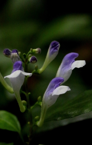 Scutellaria formosana
