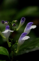 Scutellaria formosana