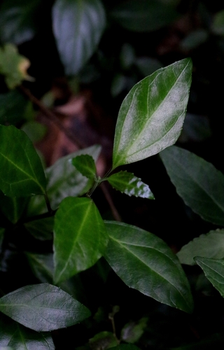 Scutellaria formosana, photograph 2