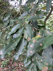 Osmanthus enervius