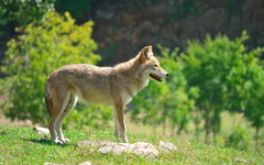 Canis latrans thamnos