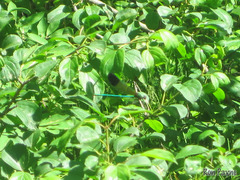 Calopteryx aequabilis