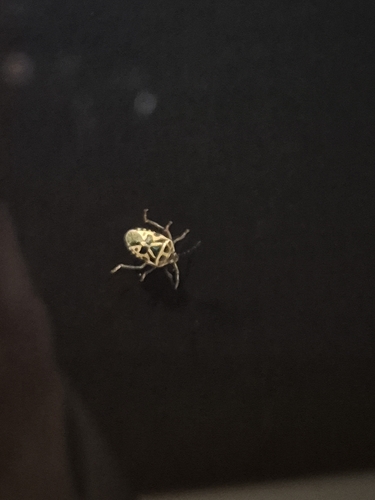 cruciferous bug