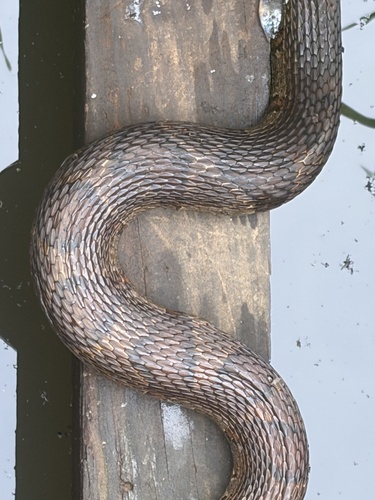 Common Watersnake