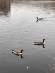 Branta canadensis
