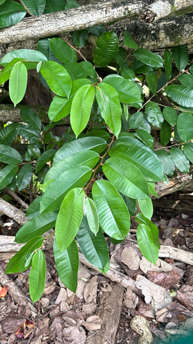 Chrysophyllum oliviforme observed 2026-06-25