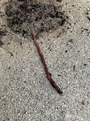 Lumbricus terrestris