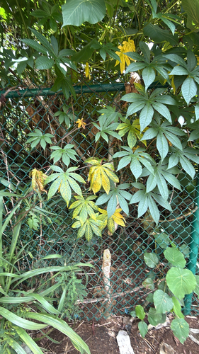 Distimake tuberosus, 2026-06-25
