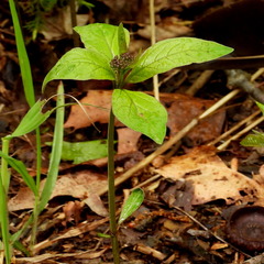 Asclepias quadrifolia