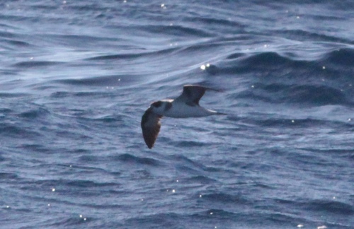 Black-capped Petrel (Pterodroma hasitata), photo 8