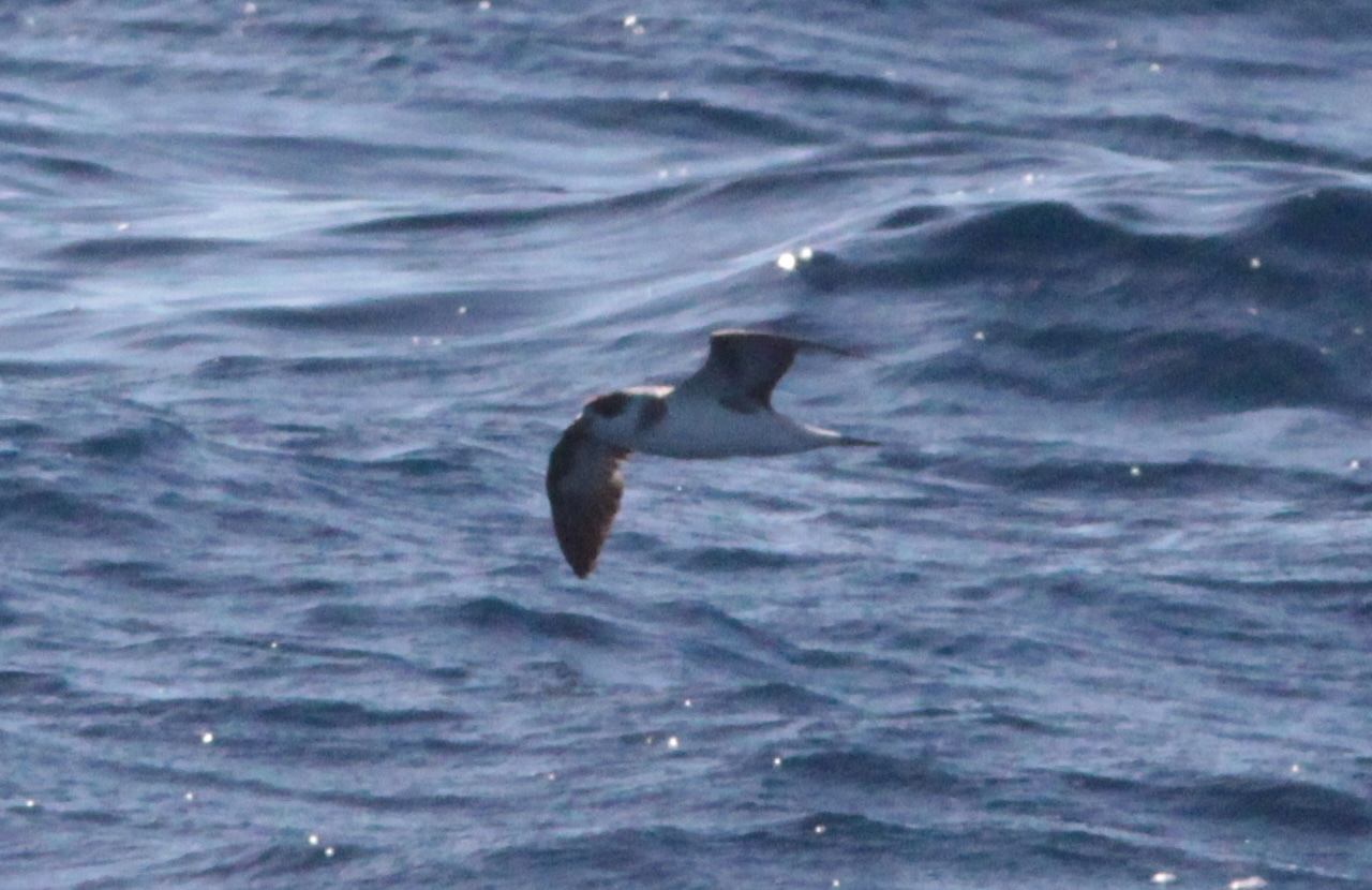 Black-capped Petrel (Pterodroma hasitata), photo 10