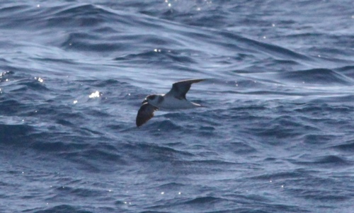Black-capped Petrel (Pterodroma hasitata), photo 9