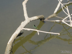 Calopteryx aequabilis