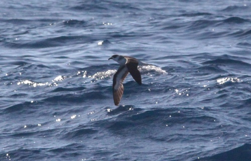Black-capped Petrel (Pterodroma hasitata), photo 10