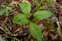 Asclepias quadrifolia