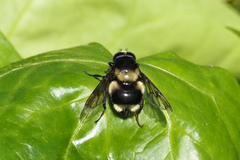 Volucella bombylans