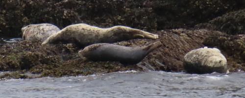 (c) Andy Goerdel - Texas Master Naturalist, Good Water Chapter, some rights reserved (CC BY-NC)