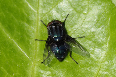 Compsomyiops callipes