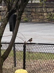 Turdus migratorius