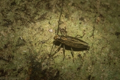 Temnosternus planiusculus