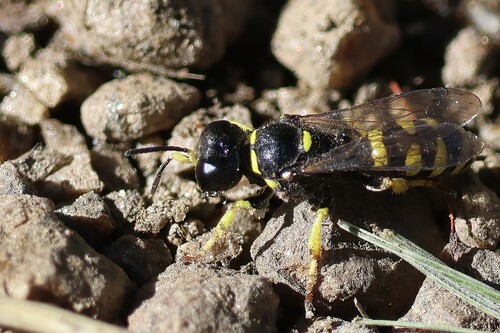 iNaturalist observation photo of Ectemnius