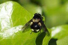 Volucella bombylans