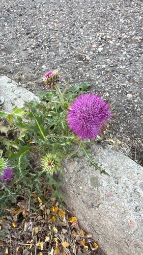musk thistle