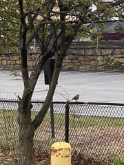 Turdus migratorius