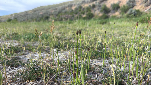 smooth horsetail