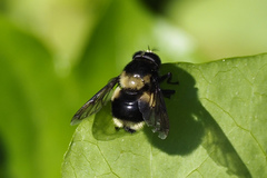 Volucella bombylans