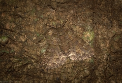 Polyclysta hypogrammata