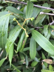 Anodendron affine