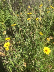 Encelia californica