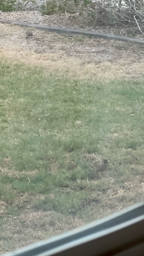 Abert's Towhee