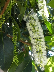 Inga marginata